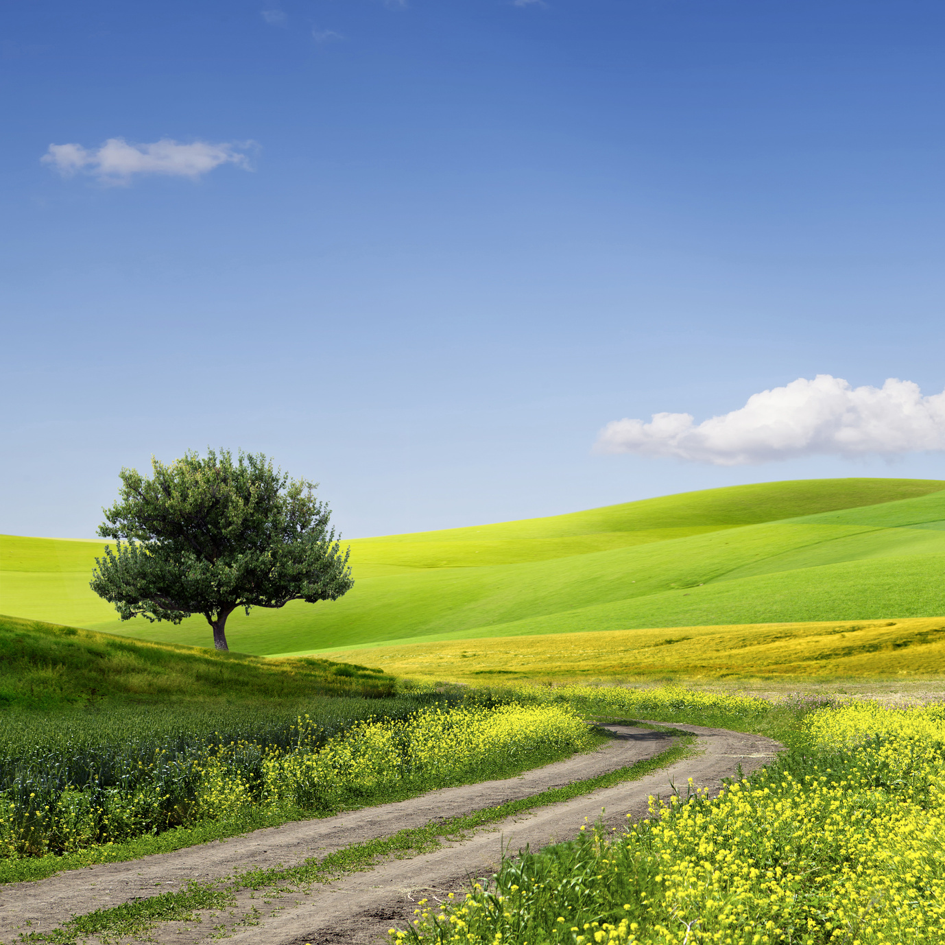 Field,tree and blue sky